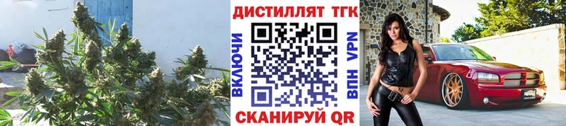 ТГК THC oil  MEGA ссылка  Славгород  как найти  